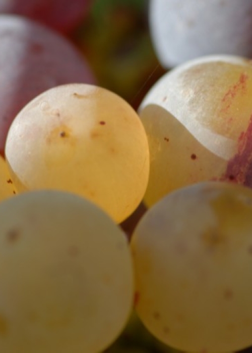 Farbmutation roter zu weissem Riesling ANT 1475